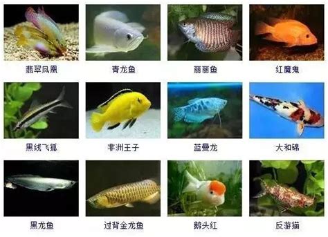 觀賞魚種類